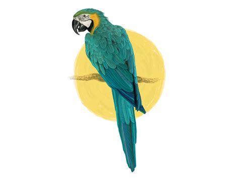 Parrot Flying Gif