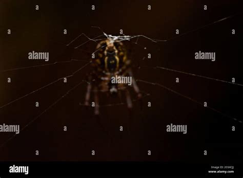 Spider in its spider web, macro photography, details Stock Photo - Alamy