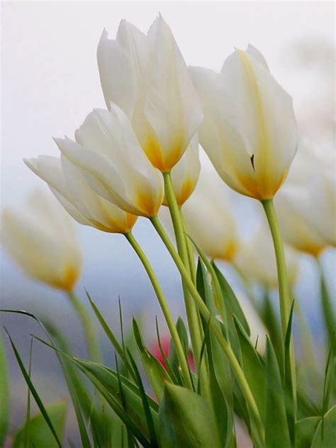 Symbolism Of Tulips Meaning And History Behind Flowers Sarah Scoop