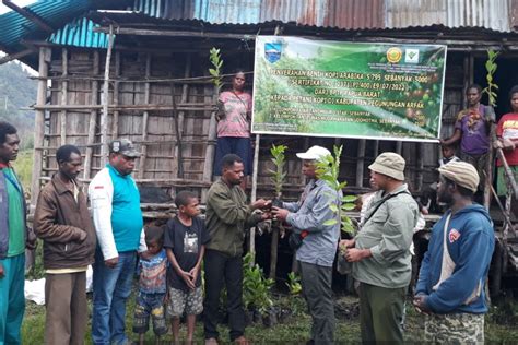 BPTP Papua Barat Salurkan 6 000 Benih Kopi Untuk Petani Pegunungan