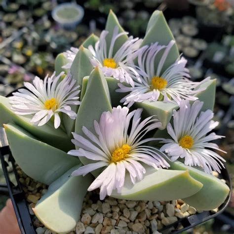 Types Of Popular Conophytum Pictorial Guide