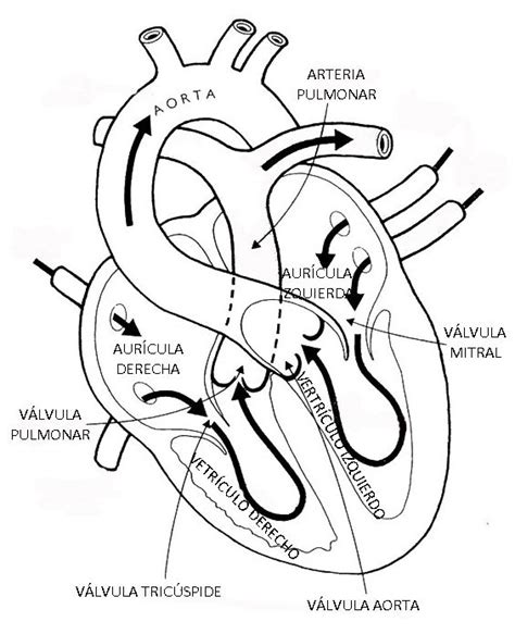 CORAZON | Anatomy coloring book, Heart anatomy, Human anatomy and ...