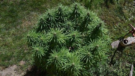 Выращивание конопли аутдор | JahGrow - О культивации конопли