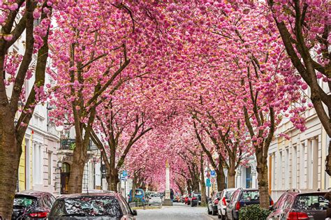 ᐉ Что посмотреть в бонне - Amsterdam Travel