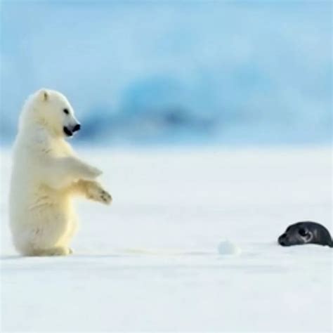 Polar Bear Seal