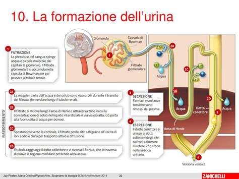 13 11 Ppt Scaricare