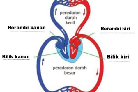 Detail Gambar Sistem Peredaran Darah Manusia Dan Penjelasannya Koleksi