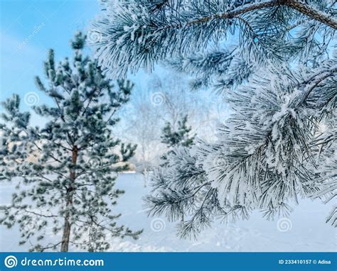 Galhos De Pinheiro Agulhas Verdes Na Neve Imagem De Stock Imagem