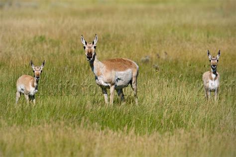 Pronghorn Antelope Pictures and Photos - Photography - Bird | Wildlife ...