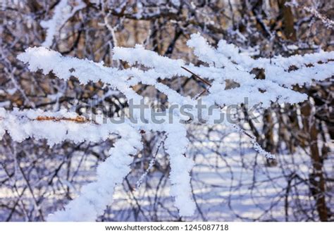 Naked Branches Bushes Trees Winter Note Stock Photo 1245087718 Shutterstock