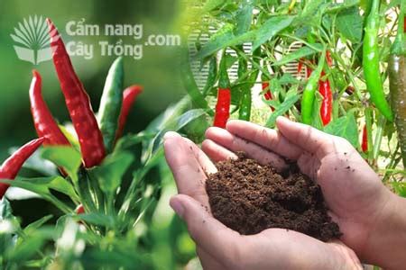 Quy trình bón phân cho cây ớt