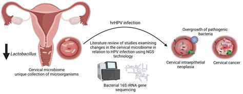 Human Papillomavirus Infections and the Role Played by Cervical and