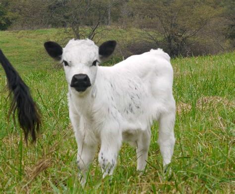 Miniature Cows: A Definitive Guide on How to Raise Mini Cows