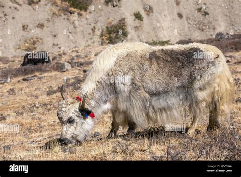 White Yak Hair Hi Res Stock Photography And Images Alamy