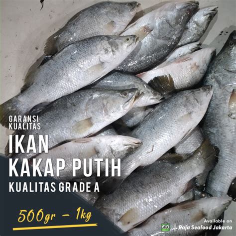 jual baramundi ikan kakap putihkakap putih white snapperikan