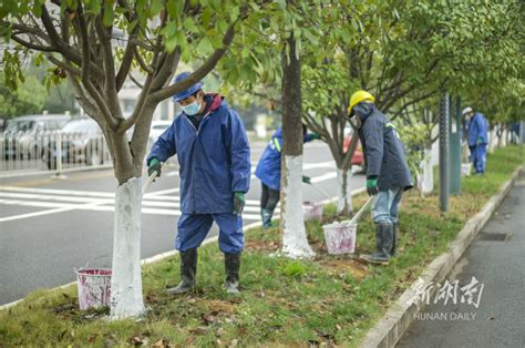 树木“刷白” 防寒越冬 资讯 新湖南