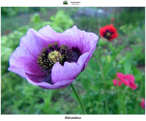 Papaver Somniferum Adormidera 500 Semillas