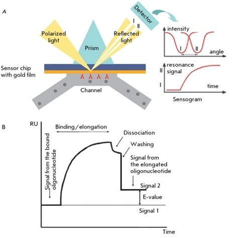 Scheme Of The Use Of Surface Plasmon Resonance Spr For Detecting Download Scientific Diagram