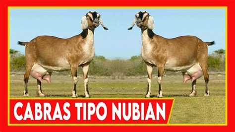 CABRAS TIPO NUBIAN Caprinos Cabras Lecheras Mejor Que Pelifolk