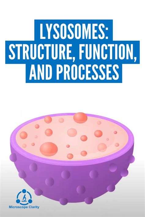 Lysosome function and structure