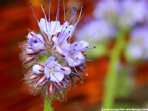 …wer schaut da aus dem Häuschen? – Unkrautgarten