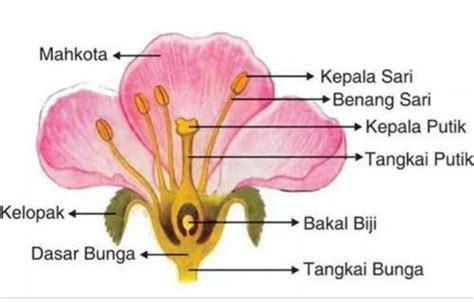 Gambar Bunga Mawar Dan Penjelasannya – pulp