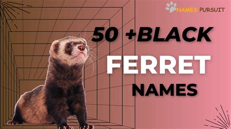 Black Ferret Names: 50+ Name Ideas