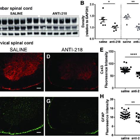 Blocking Mir Mitigates Astrogliosis In Als Model Mice A H Mice