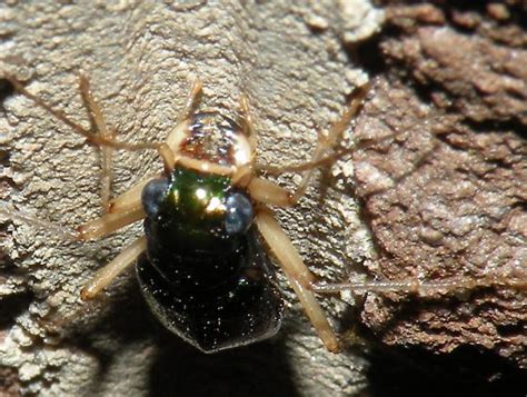 Carolina Tiger Beetle Tetracha Carolina Bugguide Net