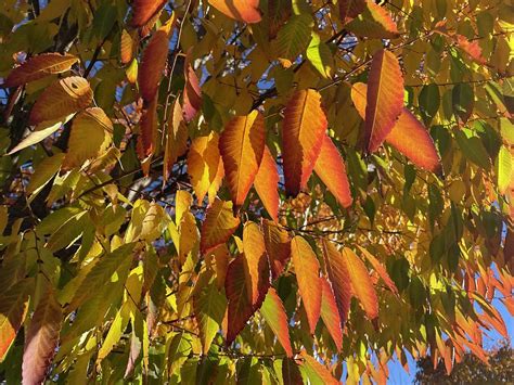 Japanese Elm Leaves Photograph by Lyudmyla Melnyk - Pixels