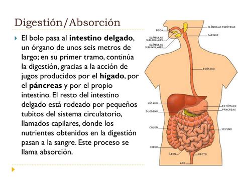 Ppt Componentes Y Funciones De Los Sistemas Del Cuerpo Humano