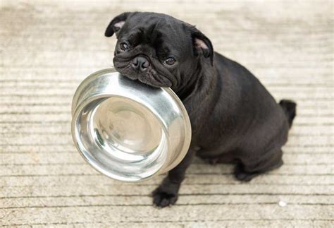 Best Dog Food For A Pug - PatchPuppy.com