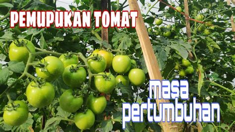 Cara Pemupukan Tomat Agar Tumbuh Subur YouTube