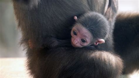 Cute alert: Assiniboine Park Zoo welcomes newborn white-handed gibbon ...