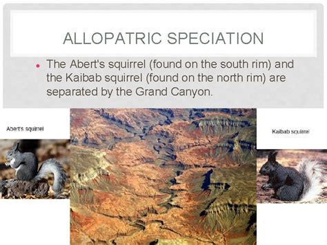 Kaibab Squirrel Is What Type Of Speciation From An Abert Squirrel ...