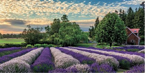 Lavender Farms Washington