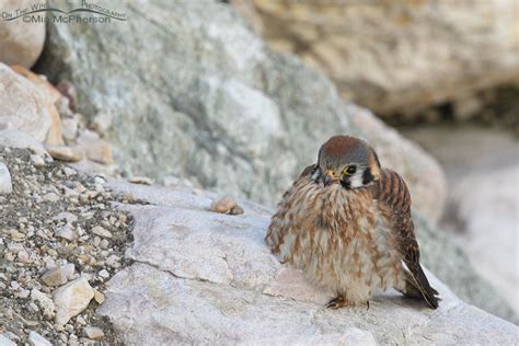 Early Morning Female American Kestrel Resting On A Rock Mia Mcpherson