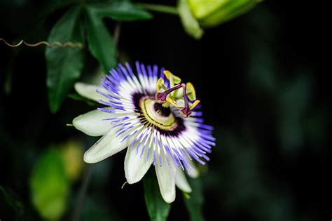 Passion Flower Wallpapers Wallpaper Cave