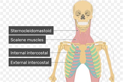 External Intercostal Muscles Internal Intercostal Muscles Scalene