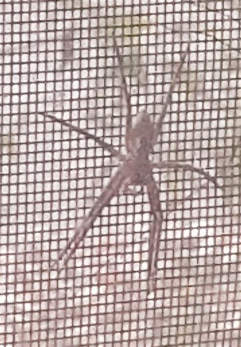 Unidentified Spider In Arkansas United States