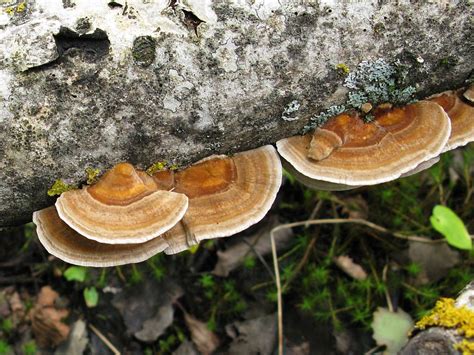 Вячеслав Степанов: Грибы Калужской области - Траметес охряный (Trametes ...