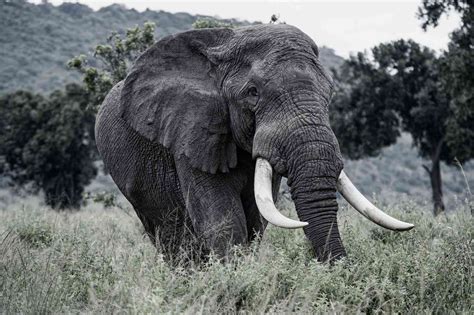 Trophy Hunter Kills One Of Botswanas Largest Elephants