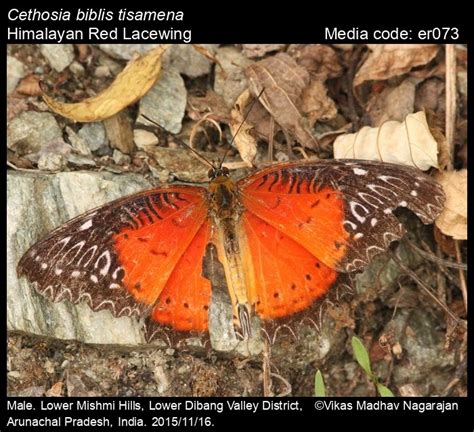 Cethosia Biblis Drury 1773 Red Lacewing Butterfly