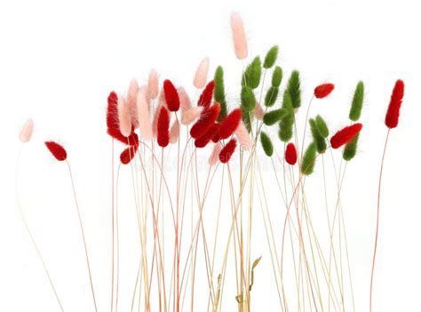 Pink Red And Green Fluffy Bunny Tails Grass Isolated On White