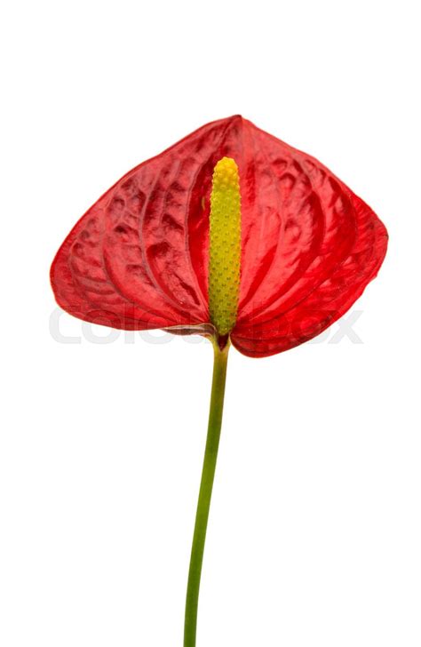 Anthurium Flower Isolated Stock Image Colourbox