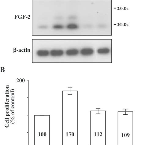 Effect Of Nf B Activity Induced By Il On Fgf Production And