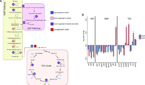 Differentially Expressed Genes Degs Involved In Central Carbon