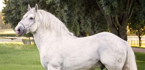 Boulonnais horse - Native Breed.org