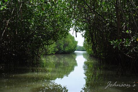 Johnson's: Pichavaram Backwaters - Mangrove Forest