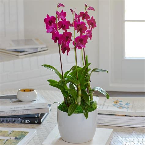 Deep Pink Dendrobium Orchids in ceramic cachepot | White Flower Farm